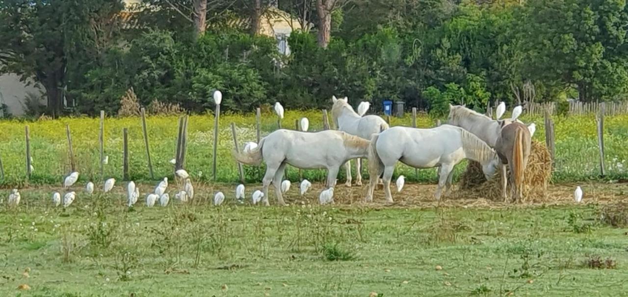 Les Bonbonnettes Le Cailar Exterior foto